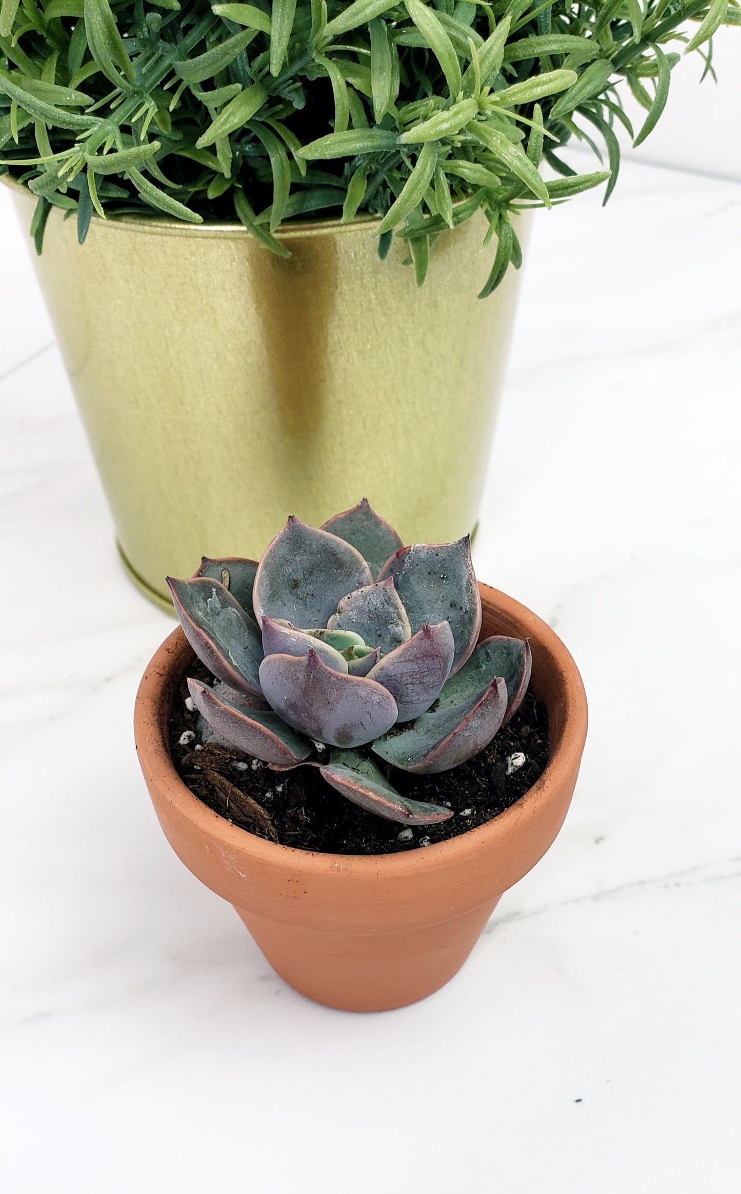 Single Succulent Gift Box