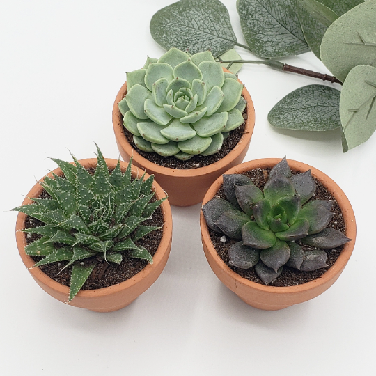 Single Succulent Gift Box