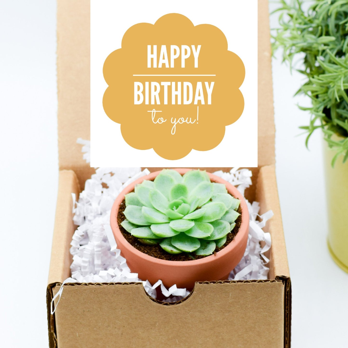 Single Succulent Gift Box