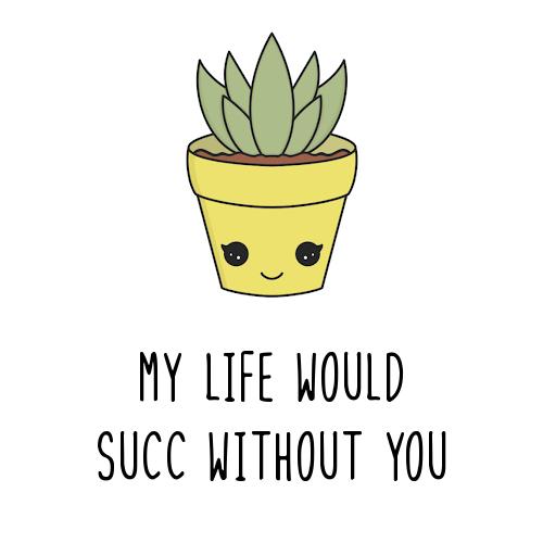 Single Succulent Gift Box