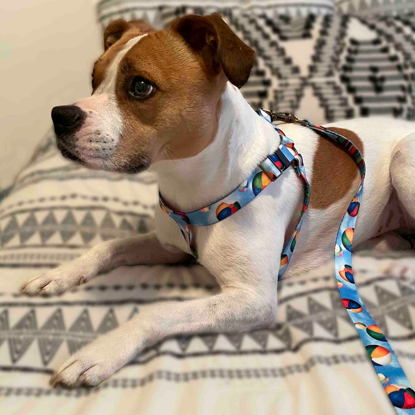 Playful Dog Harness