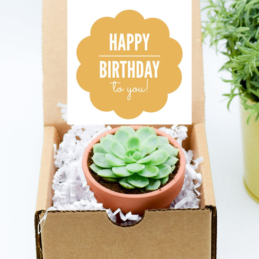 Single Succulent Gift Box